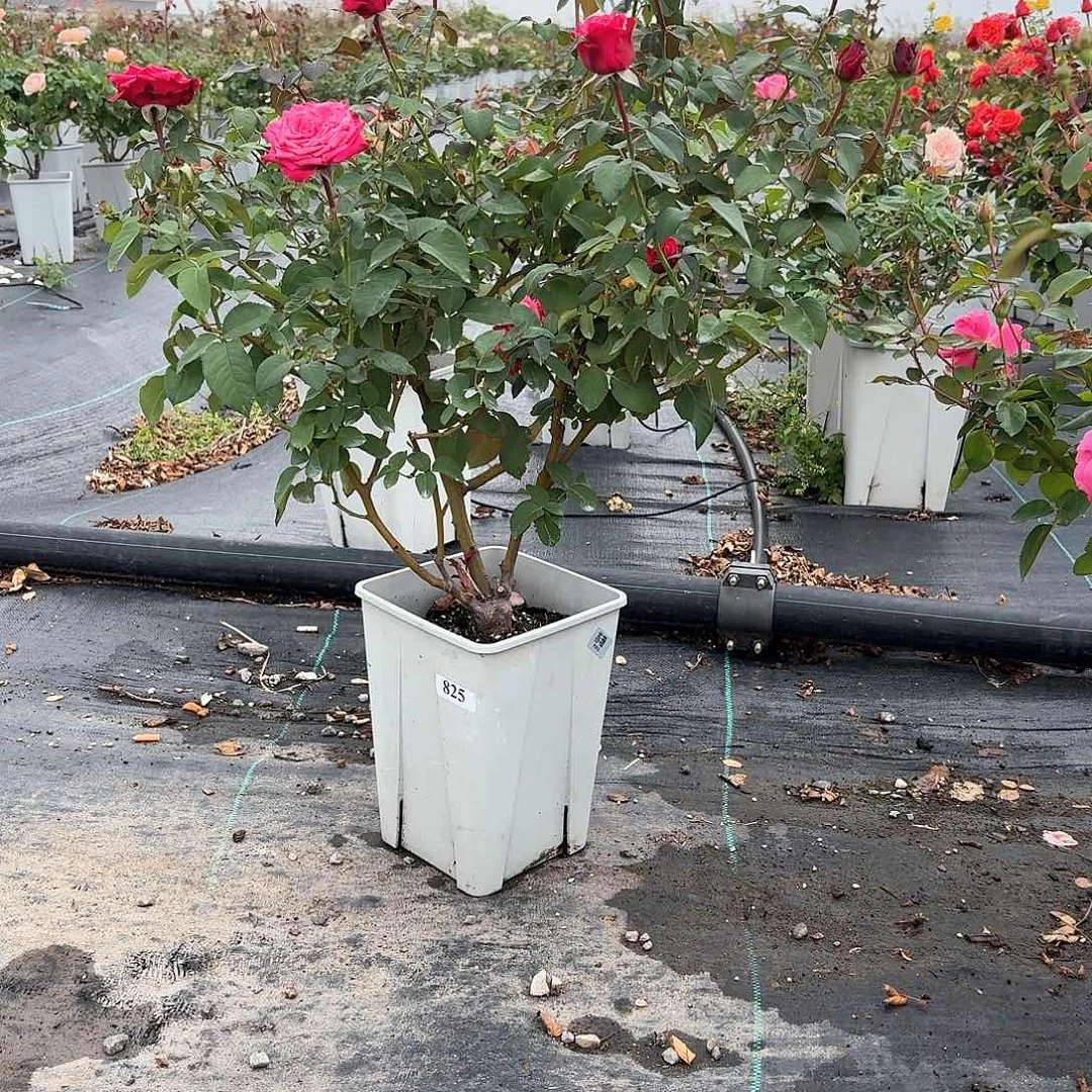 当前无花朵，栽培后可花朵825