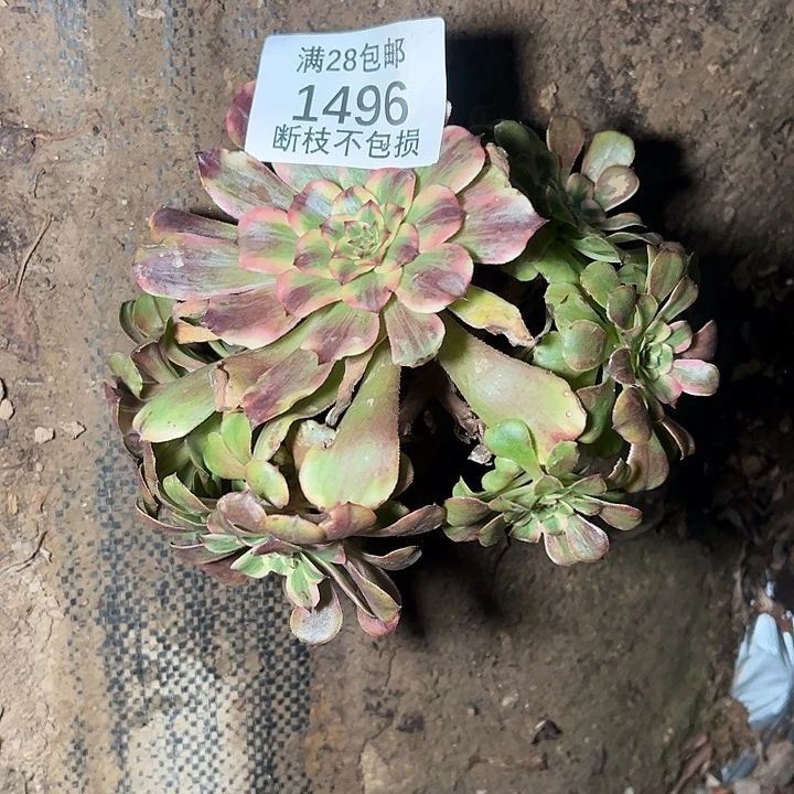 *****1496铜雀台多肉植物