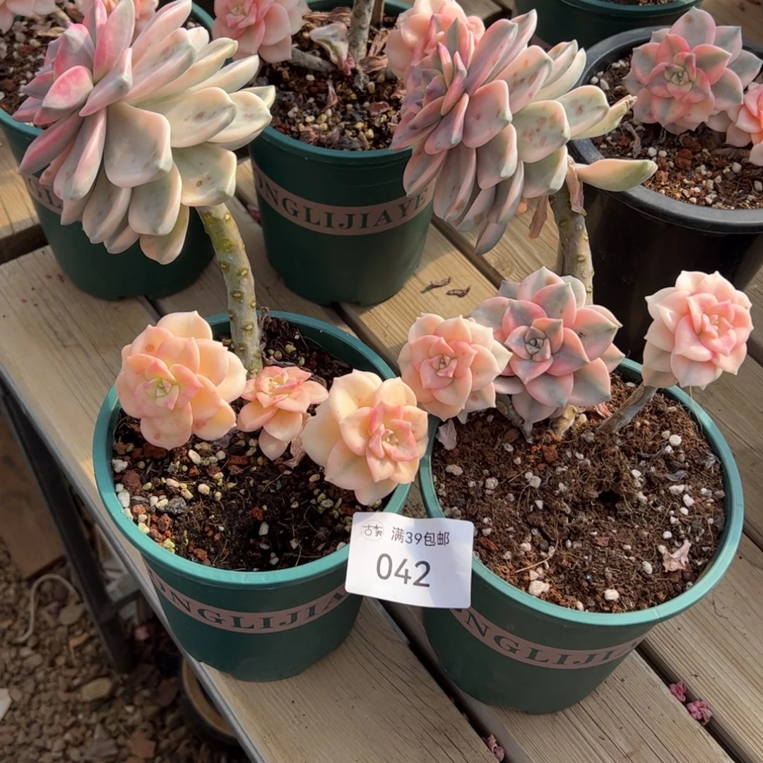 042多肉植物组合盆栽