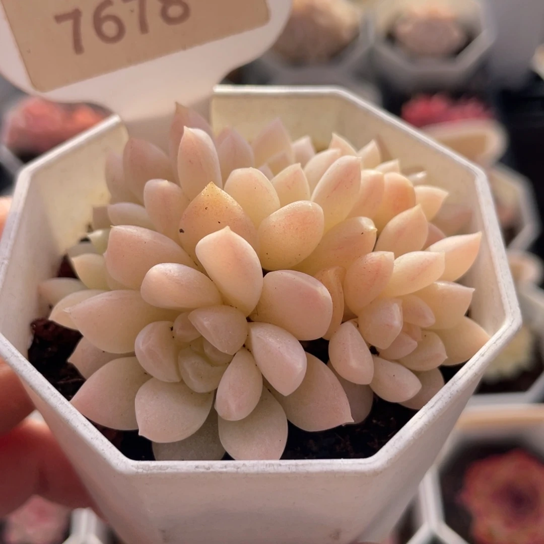 白雪7678-6.0厘米