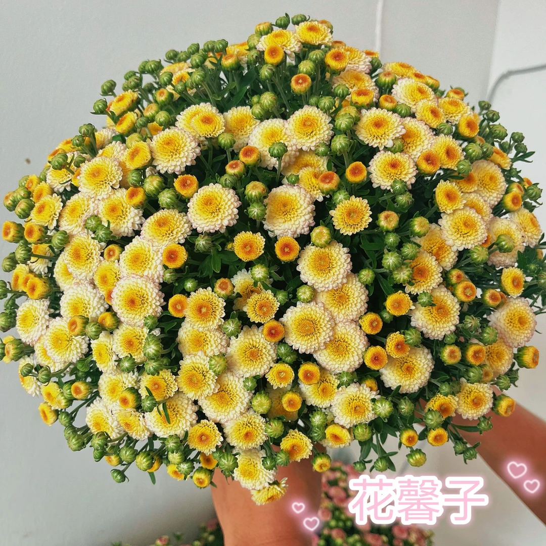 球菊千头菊盆栽 庭院阳台室内好养植物 易爆盆多年生多季节开花