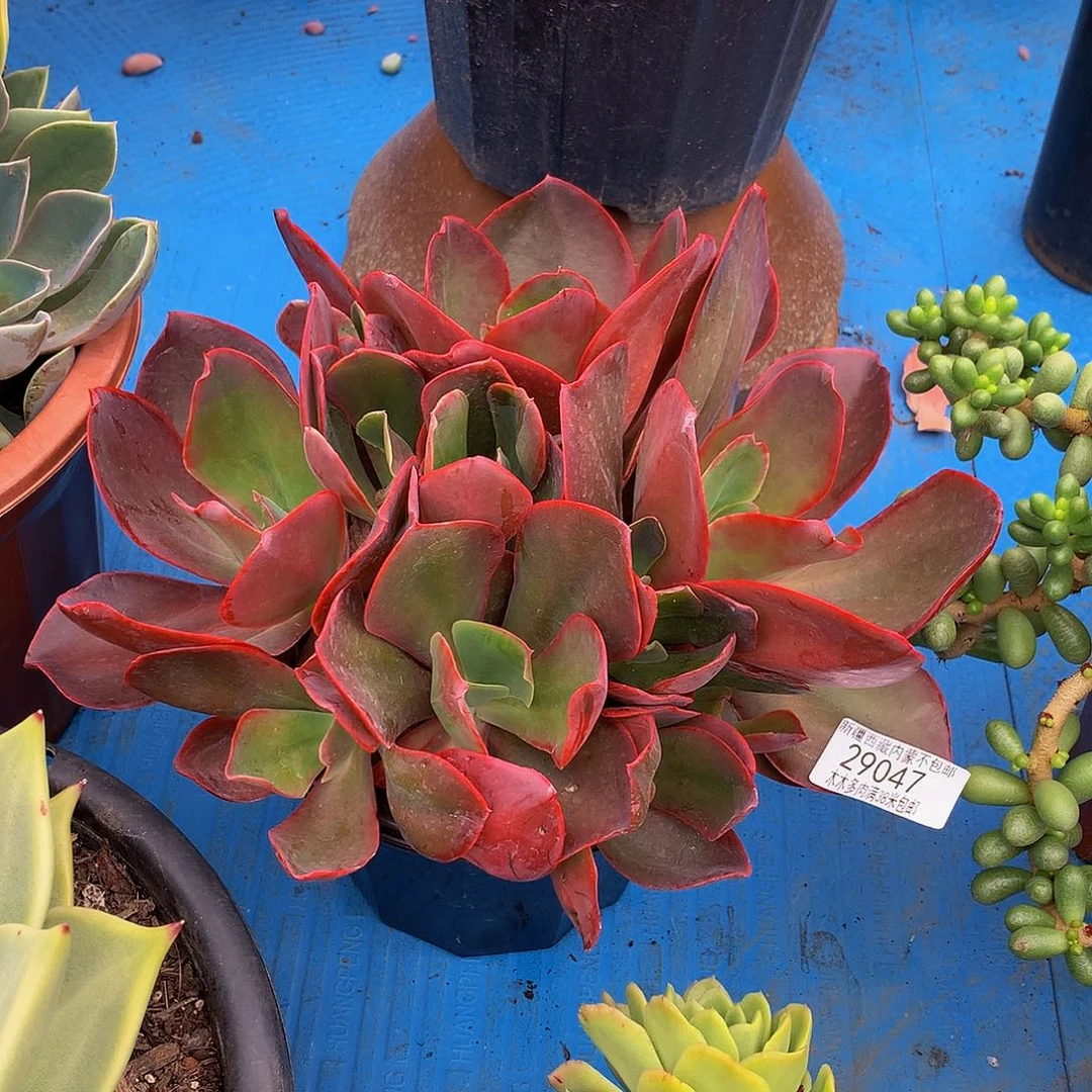 ?****?    红酒杯29047