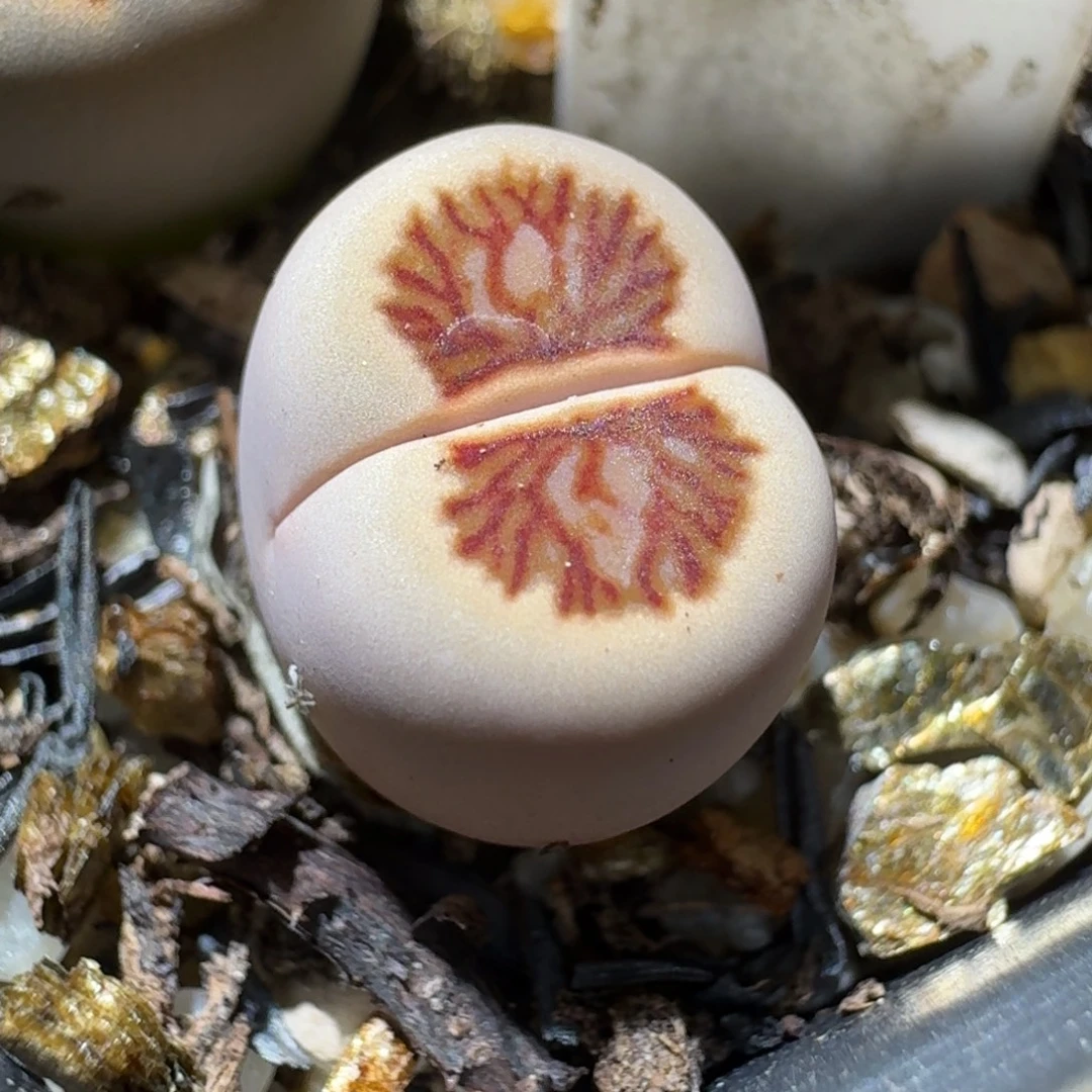 Ssss清仓便宜了273