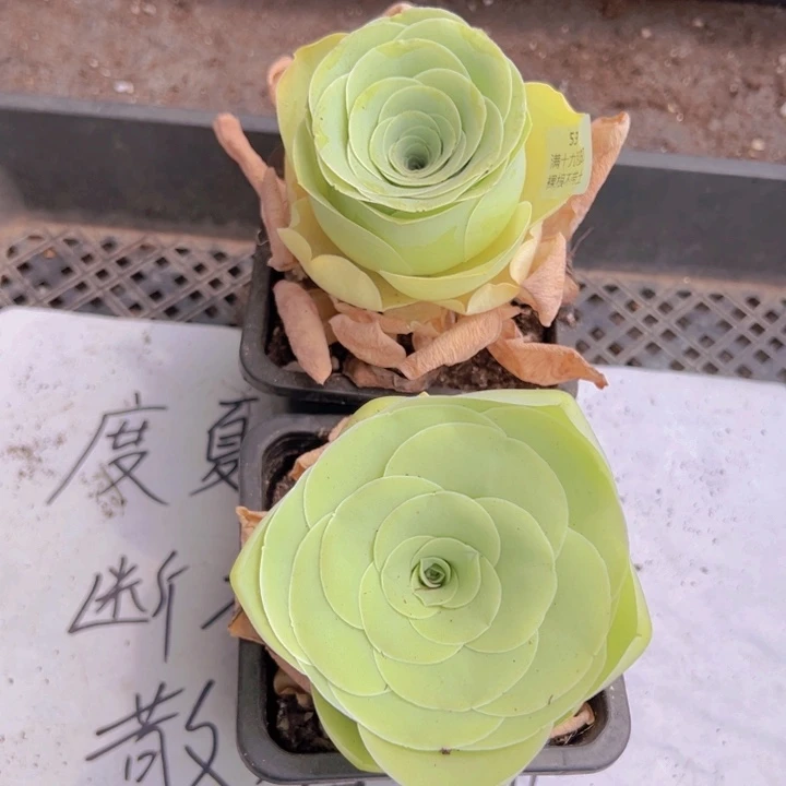 534 裸根不带土发货不包损