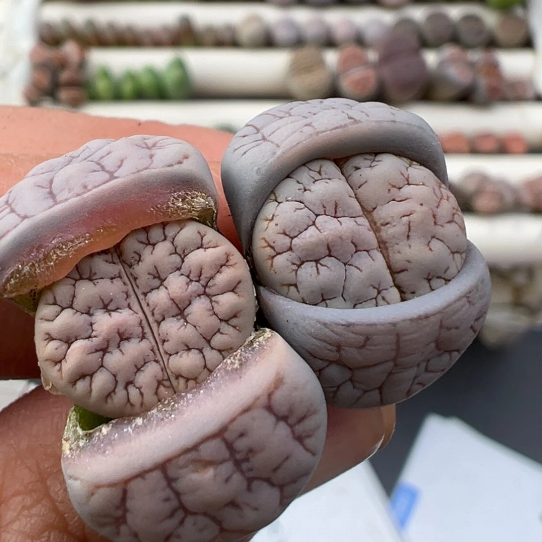 12.22好看的多肉脱土发货416