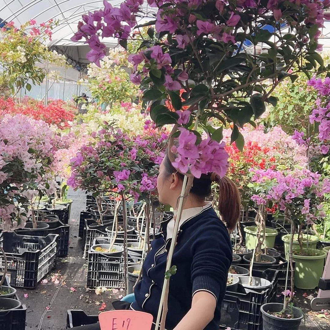 ****子大部分花苞少量开放E19巴西紫