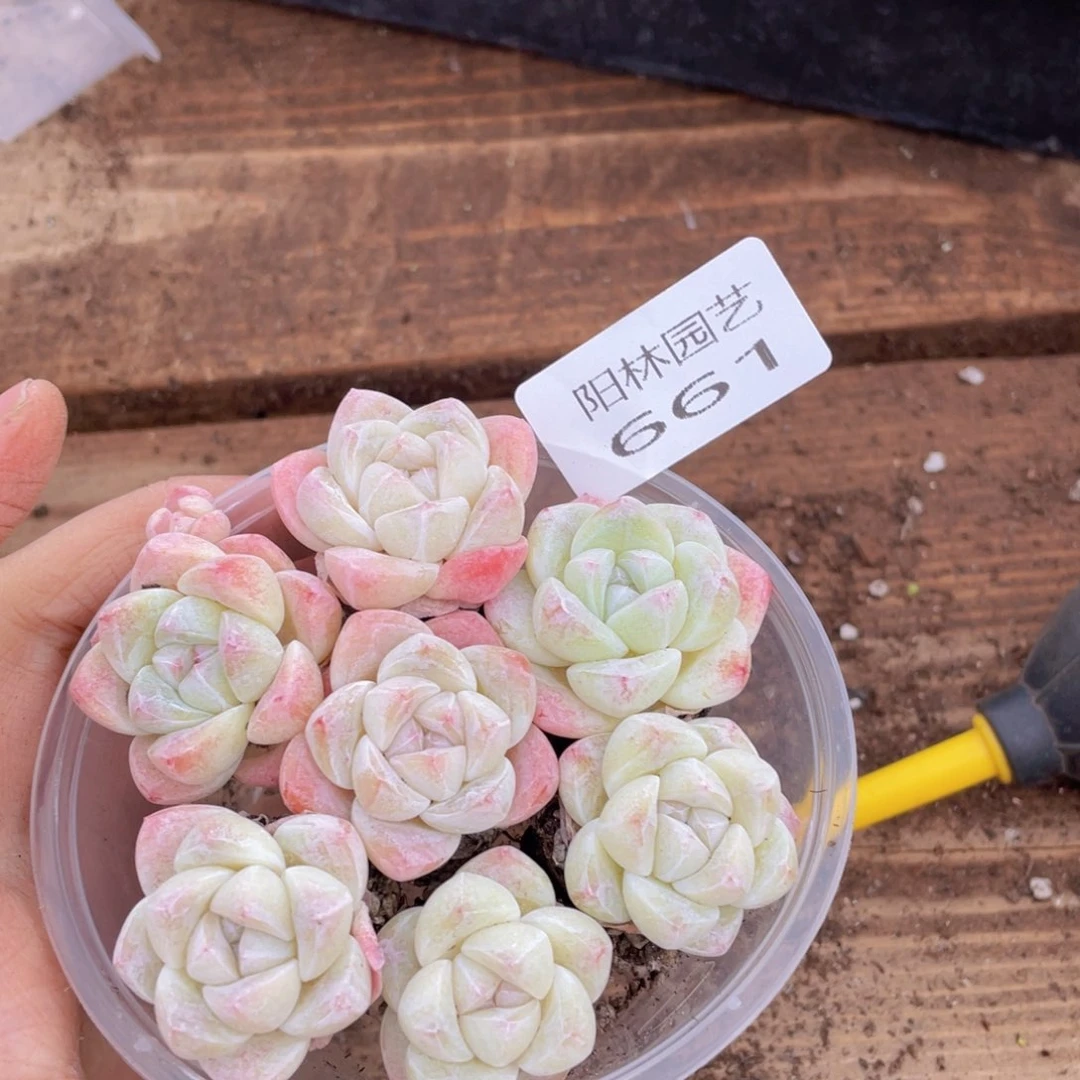 多肉植物多肉植物661