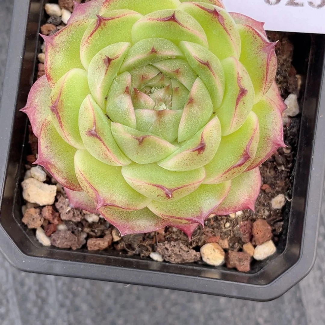 v***啾023 新疆西藏内蒙不发货