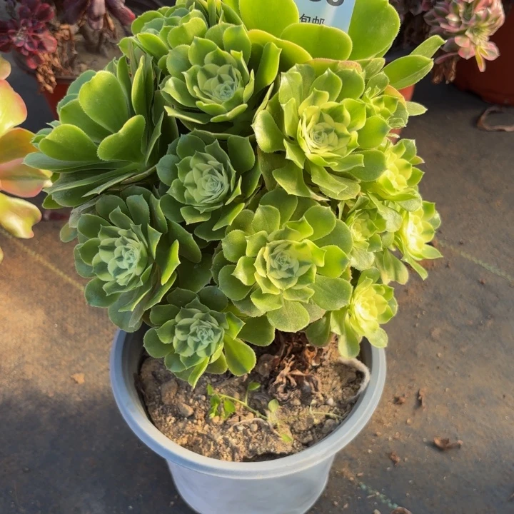 瑞妈，，。。。。983辛尼亚，