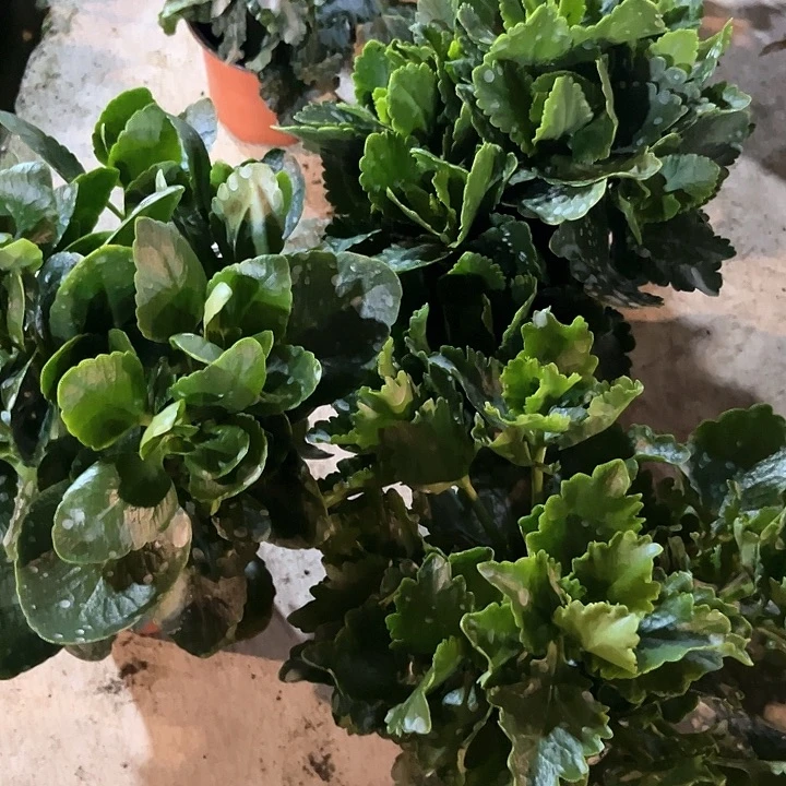 苹果花 奶油玫瑰。招桃花