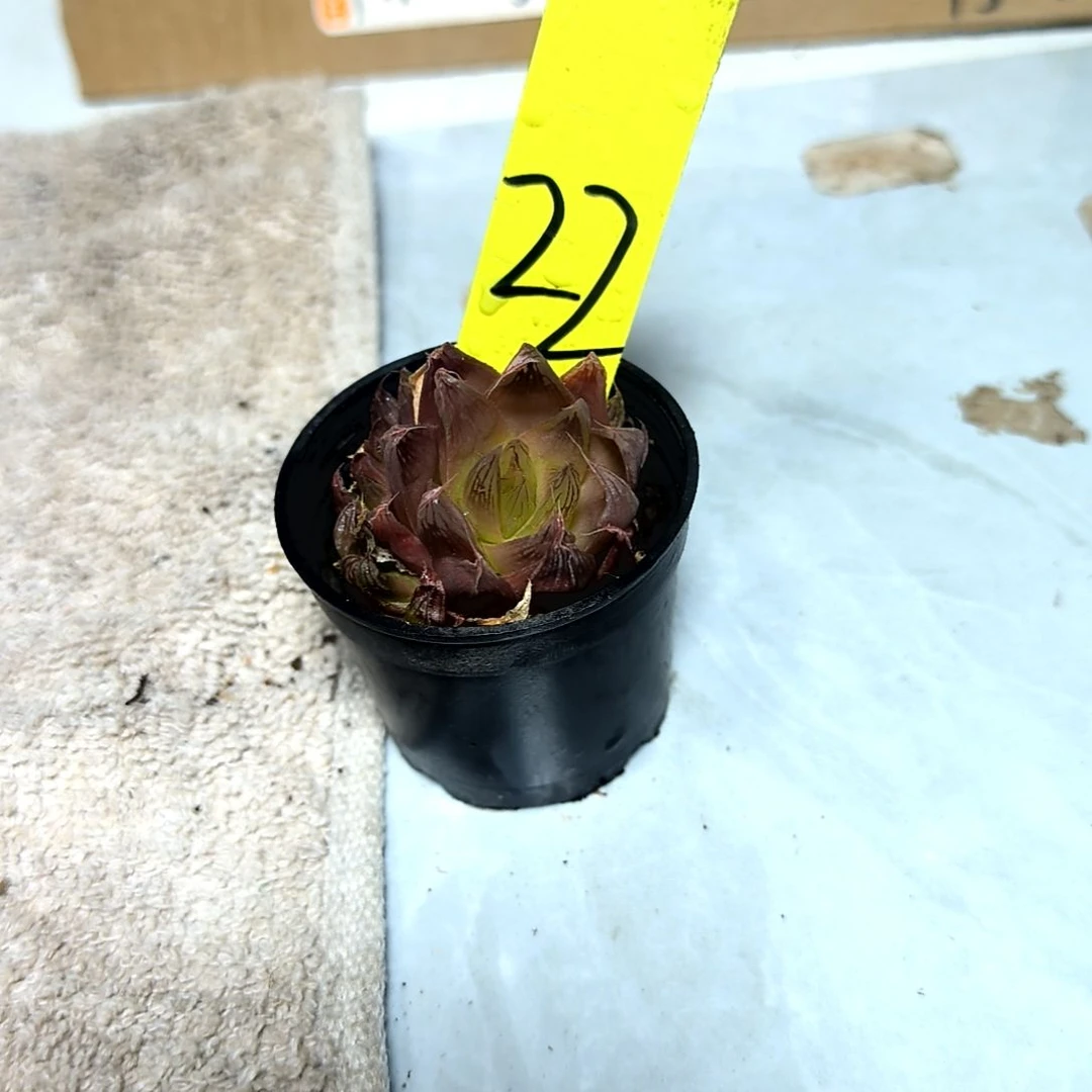 满6元包邮，#22红丝玉露杂交小小小