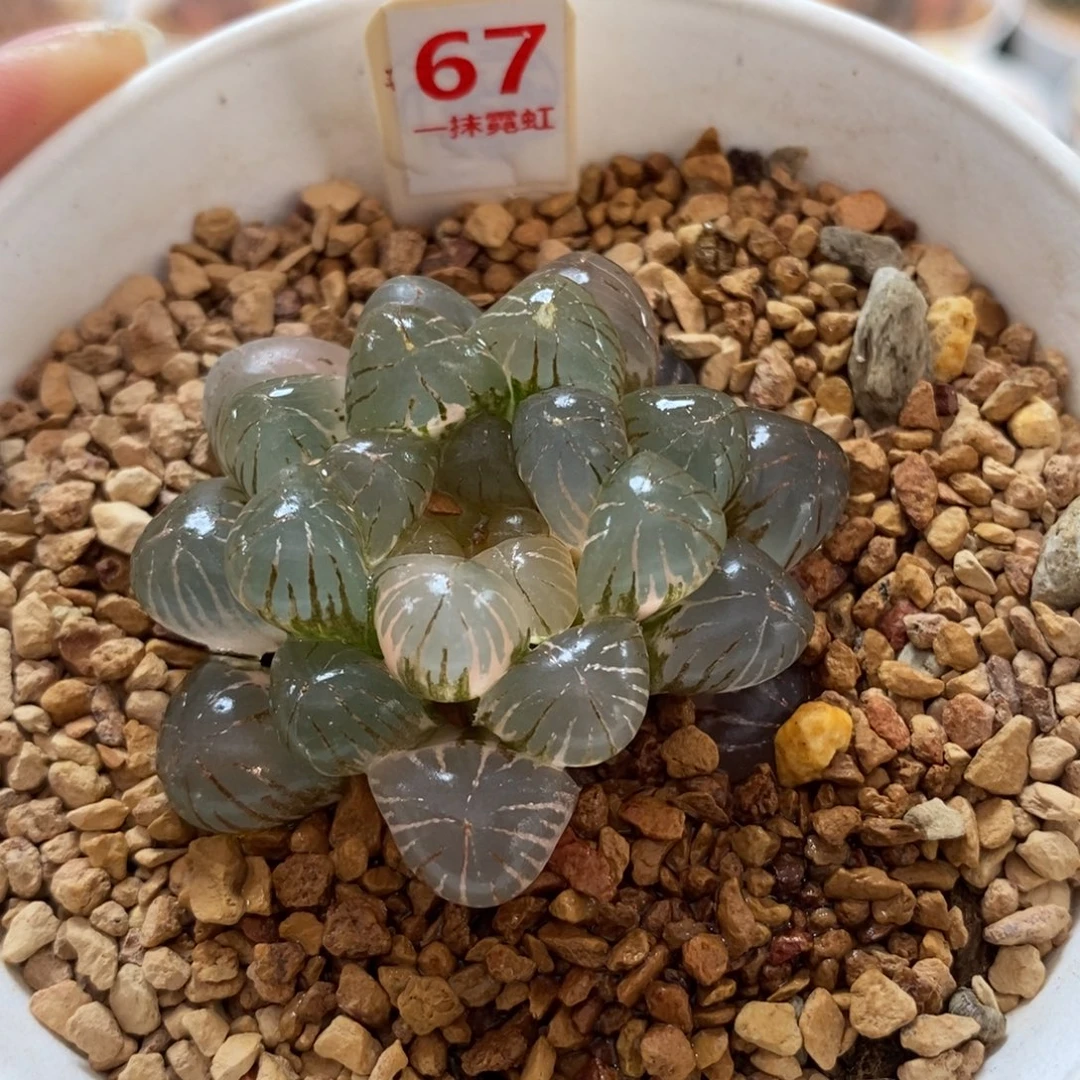 67姬玉露锦一物一图