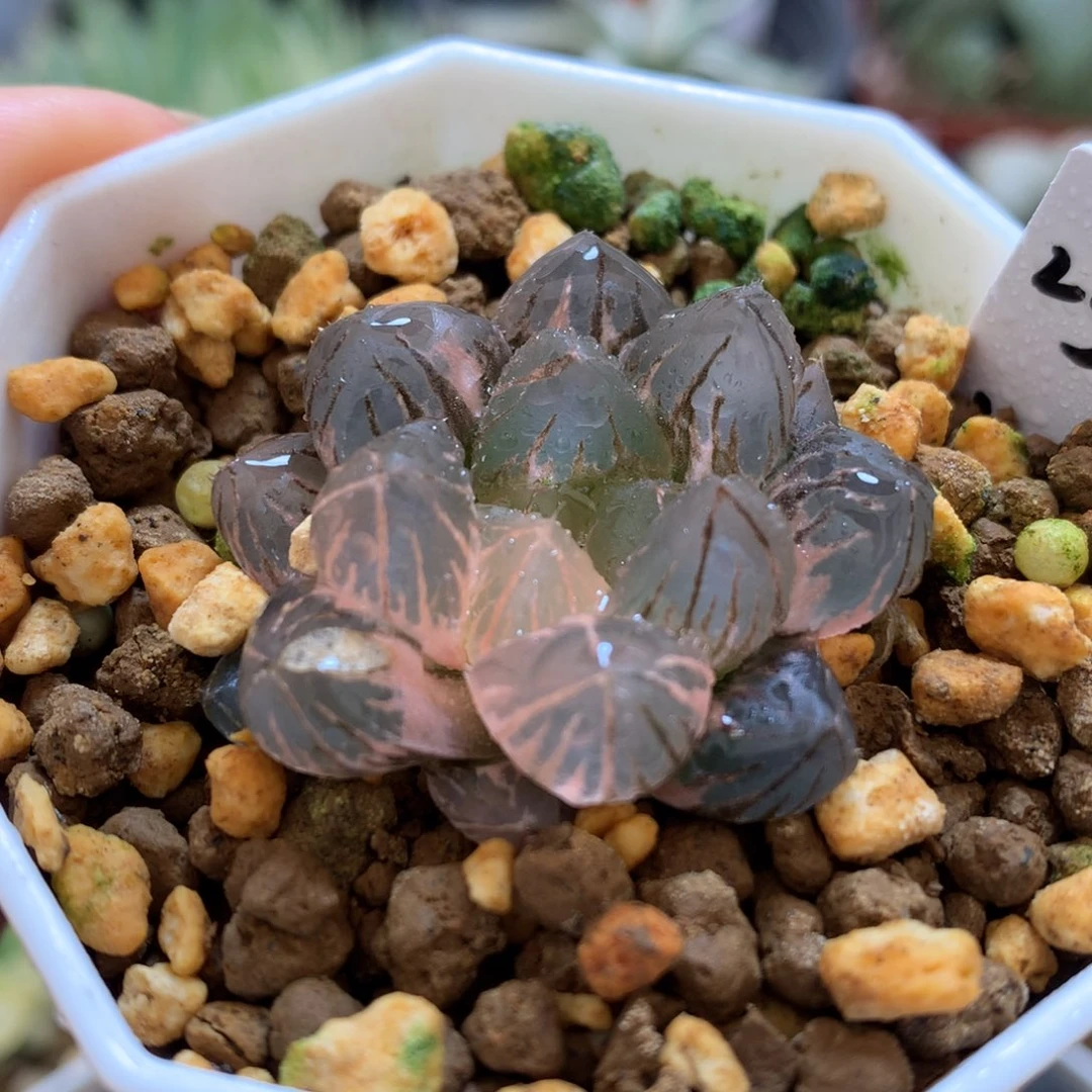 om玉露锦，带盆一起