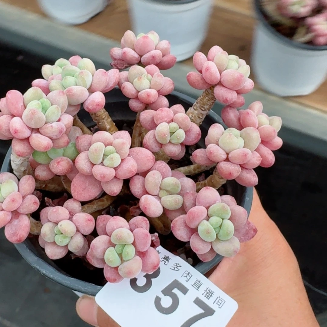 鱼子酱群生      愿你一路坦途，乘风破浪展宏图