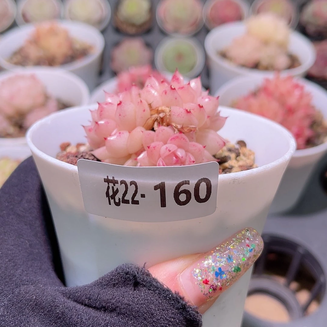 花利美22-160麦秆群