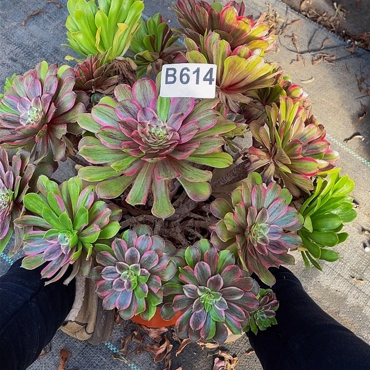 ❤️**多肉法师614号花脸粉黛发货不包损