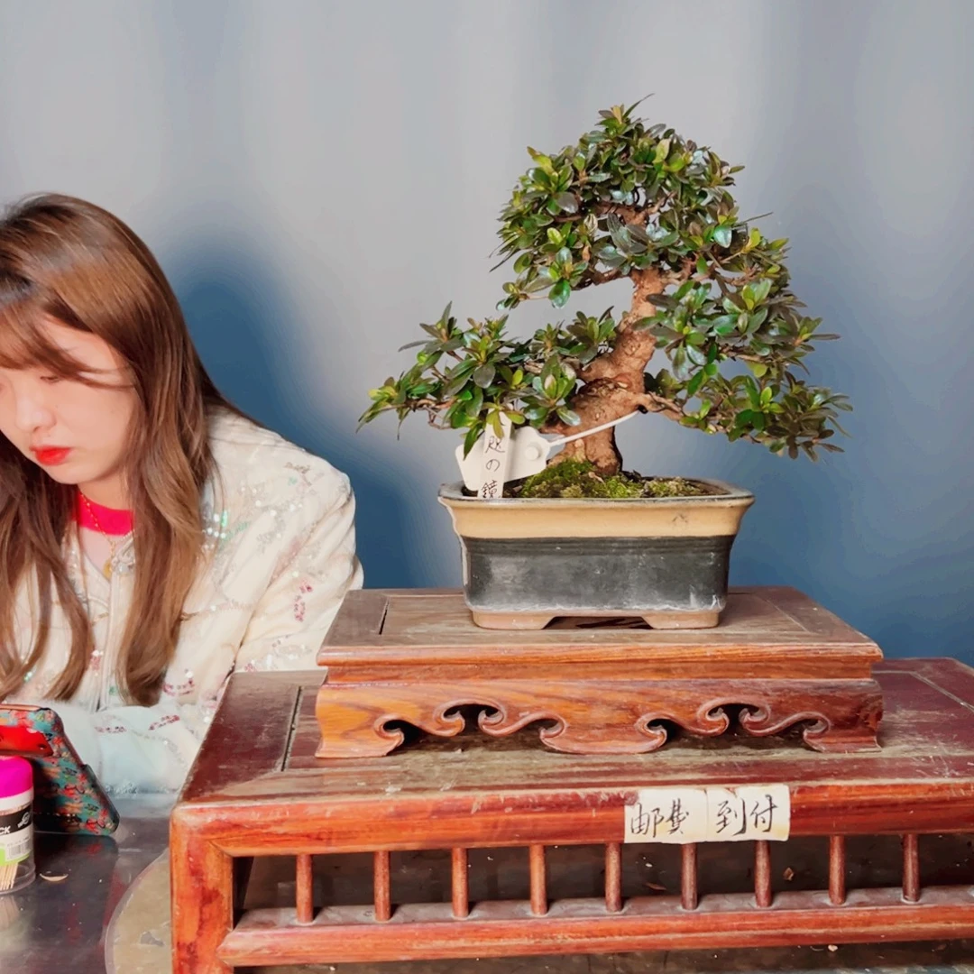 水***球完全开放杜鹃花的诗