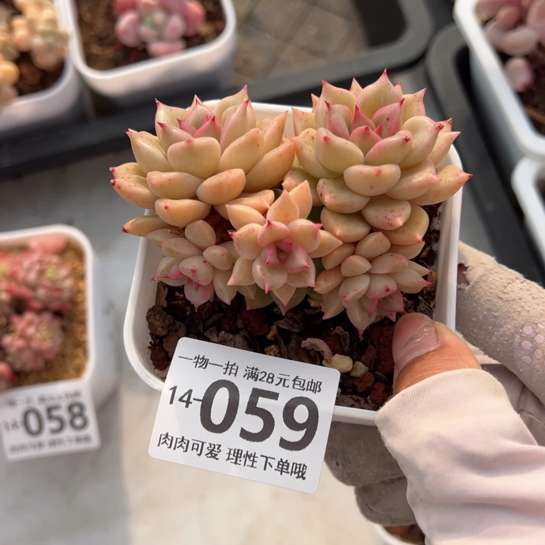 黄金璀璨多肉多肉多肉多肉