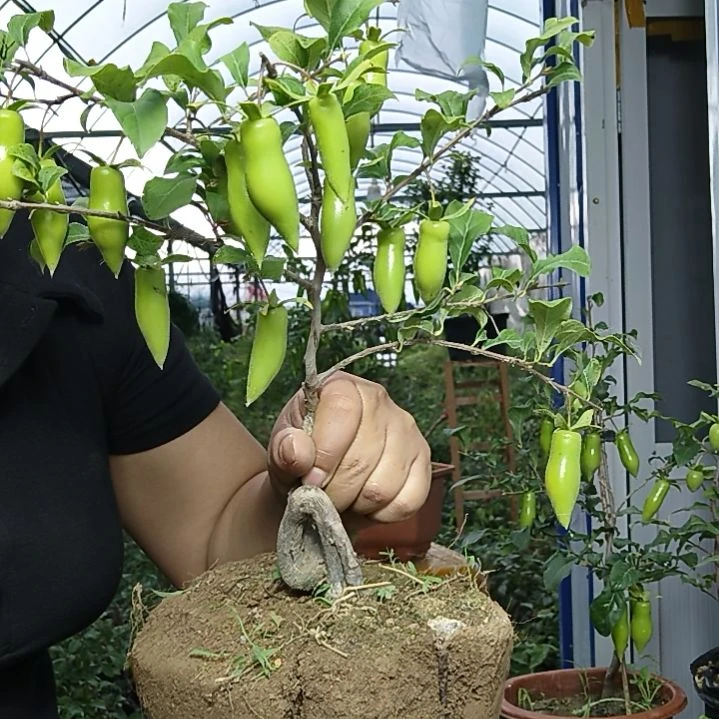 芦***林完全开放老鸭柿子