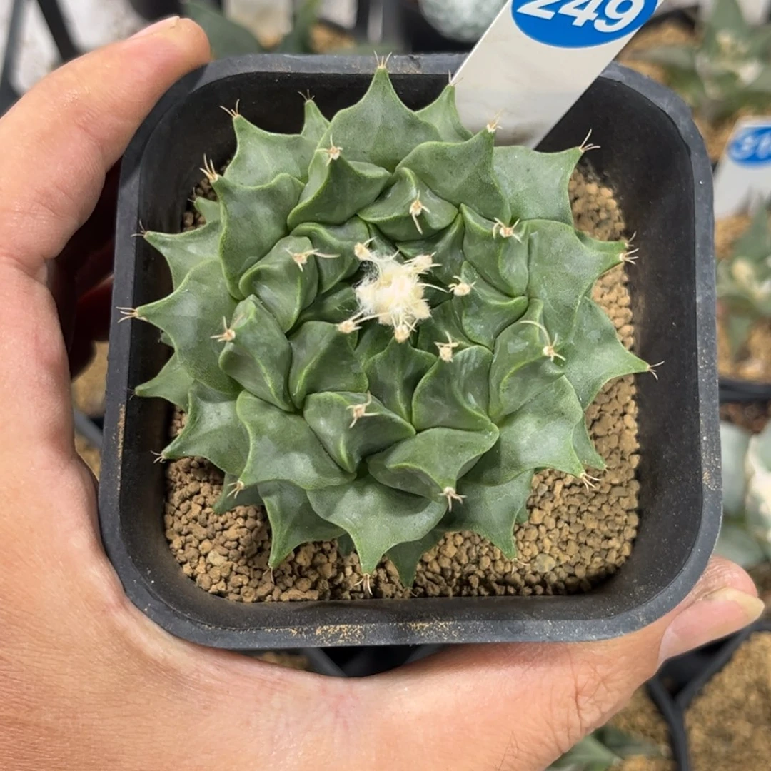 249实生帝冠带盆带土