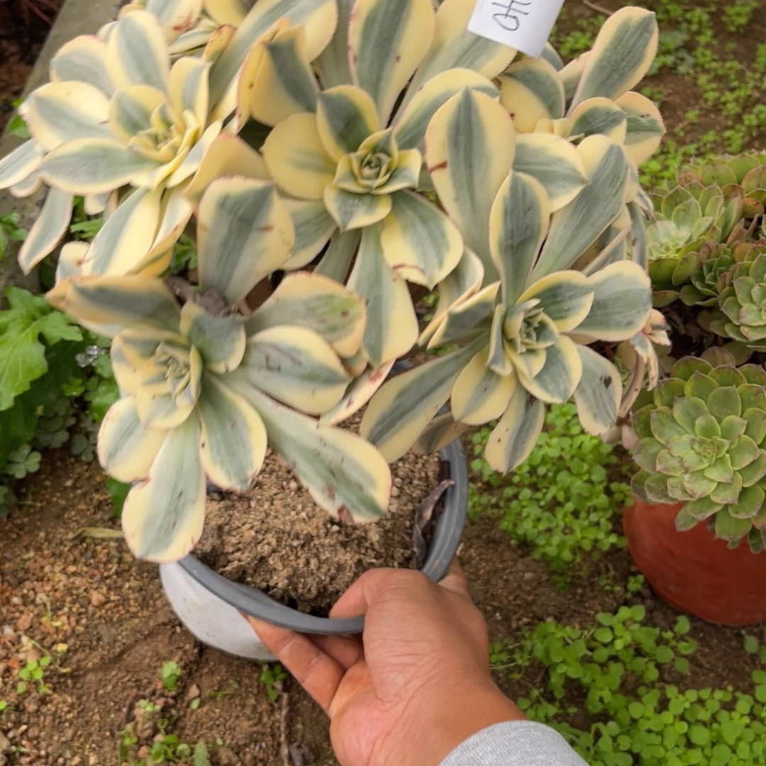 10-11-40灿烂法师锦多肉