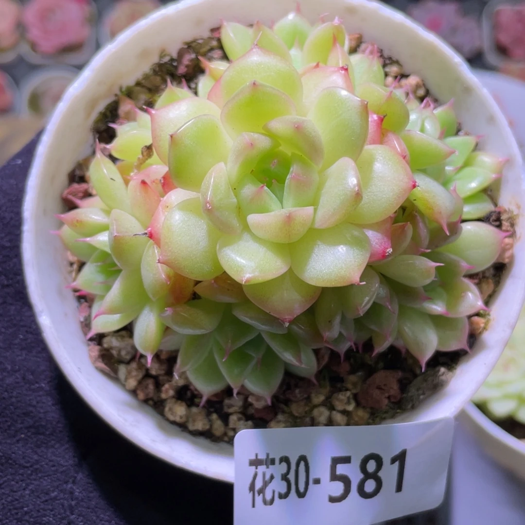 花利美30-581海王