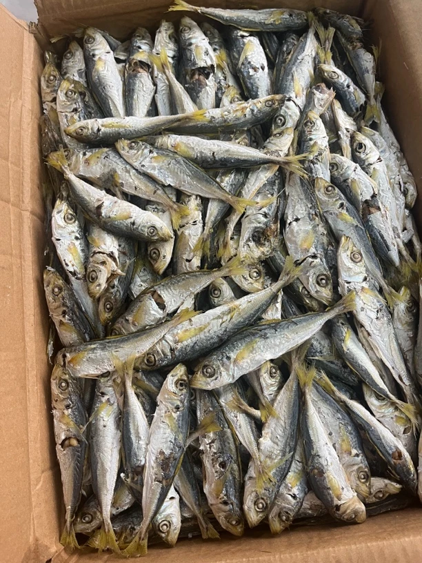 汕尾港本港新鲜日晒黄尾巴浪鱼干即食够干味美可油煎