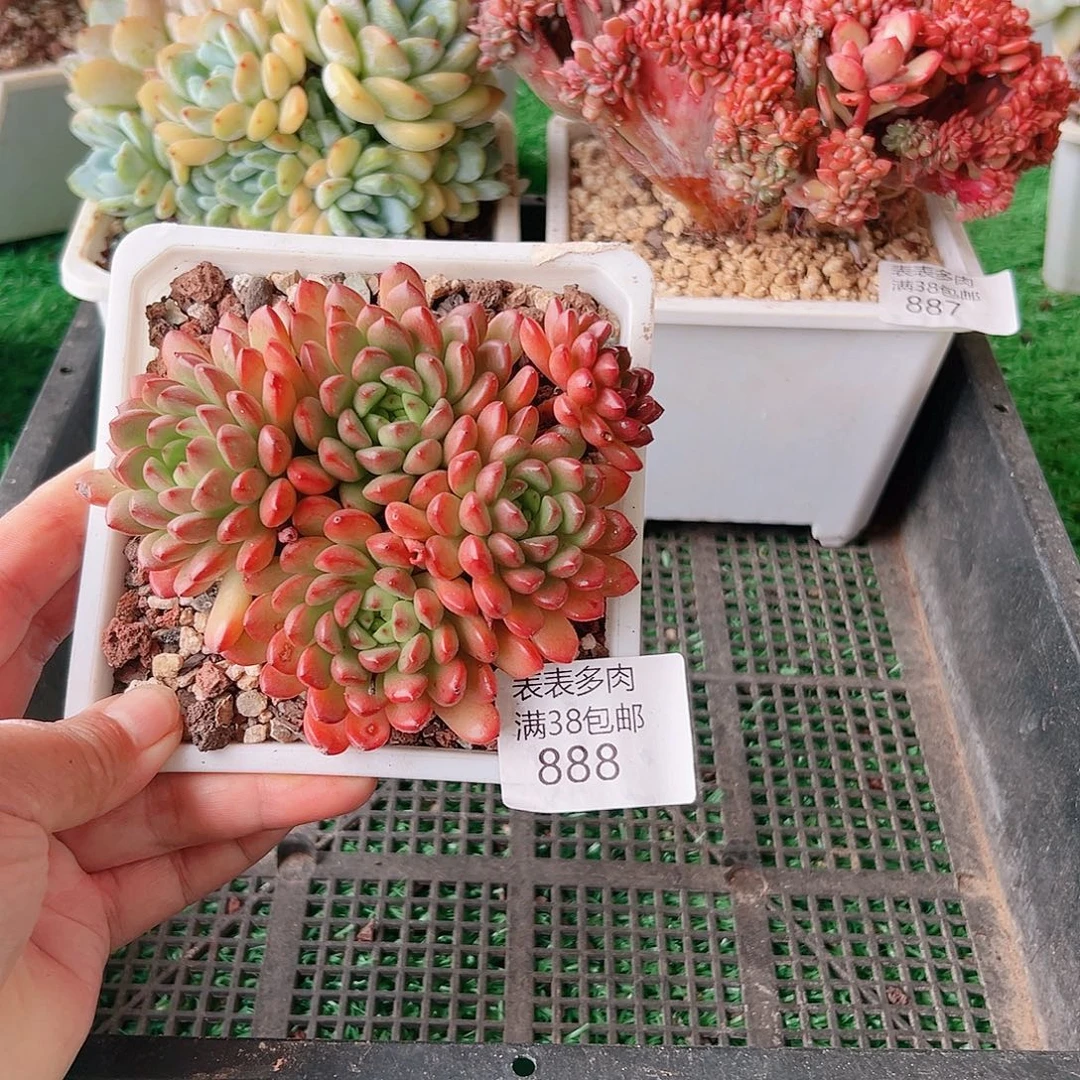 多肉一物一拍植物888