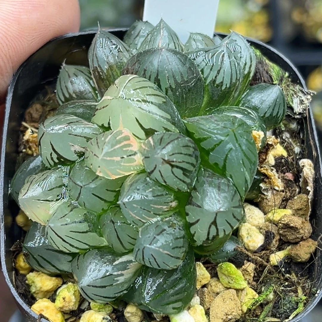 63双头龙爪玉露锦