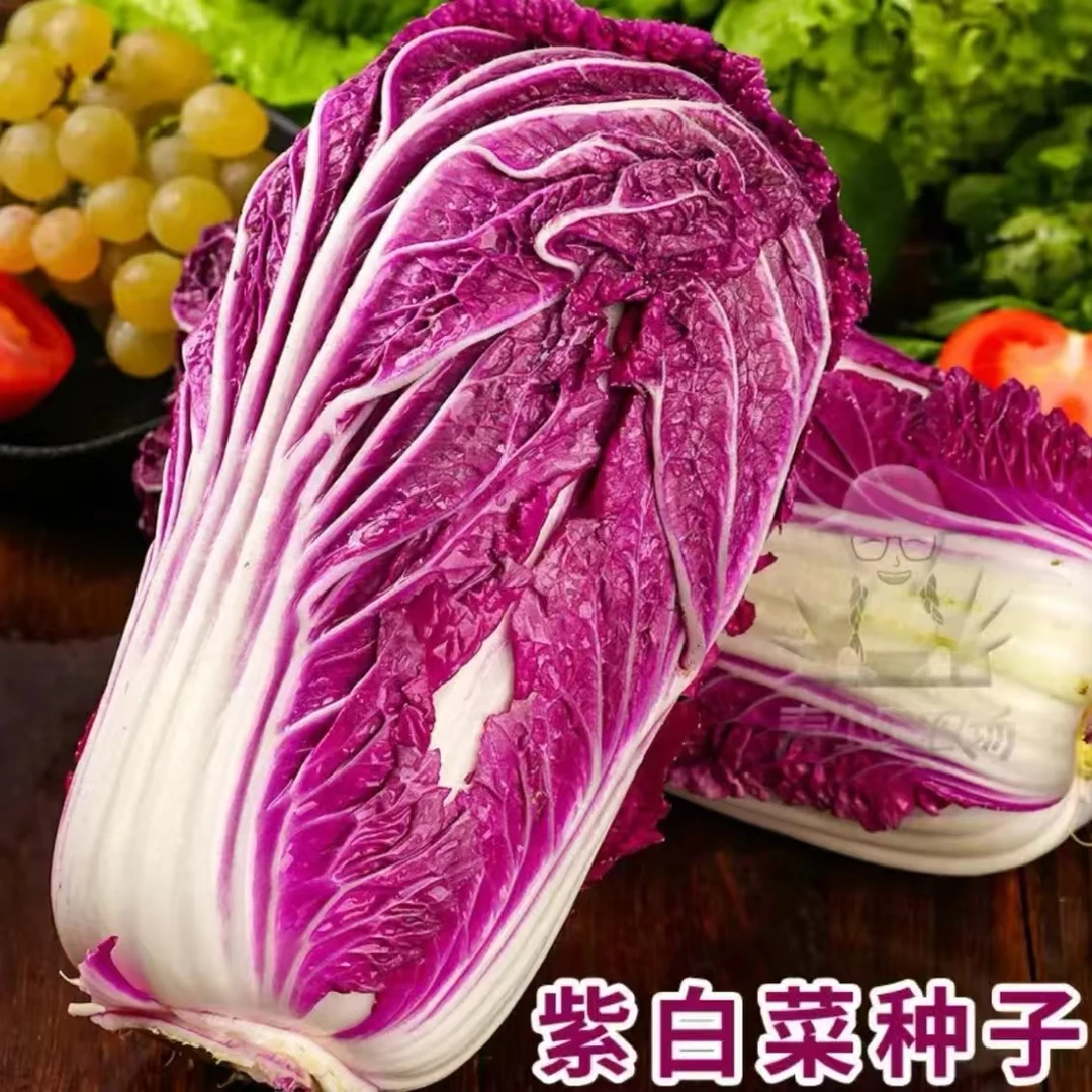 【紫白菜种子】四季播种紫白菜种子庭院田地种植农家蔬菜种子