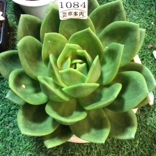 翠花，1084，一物一拍