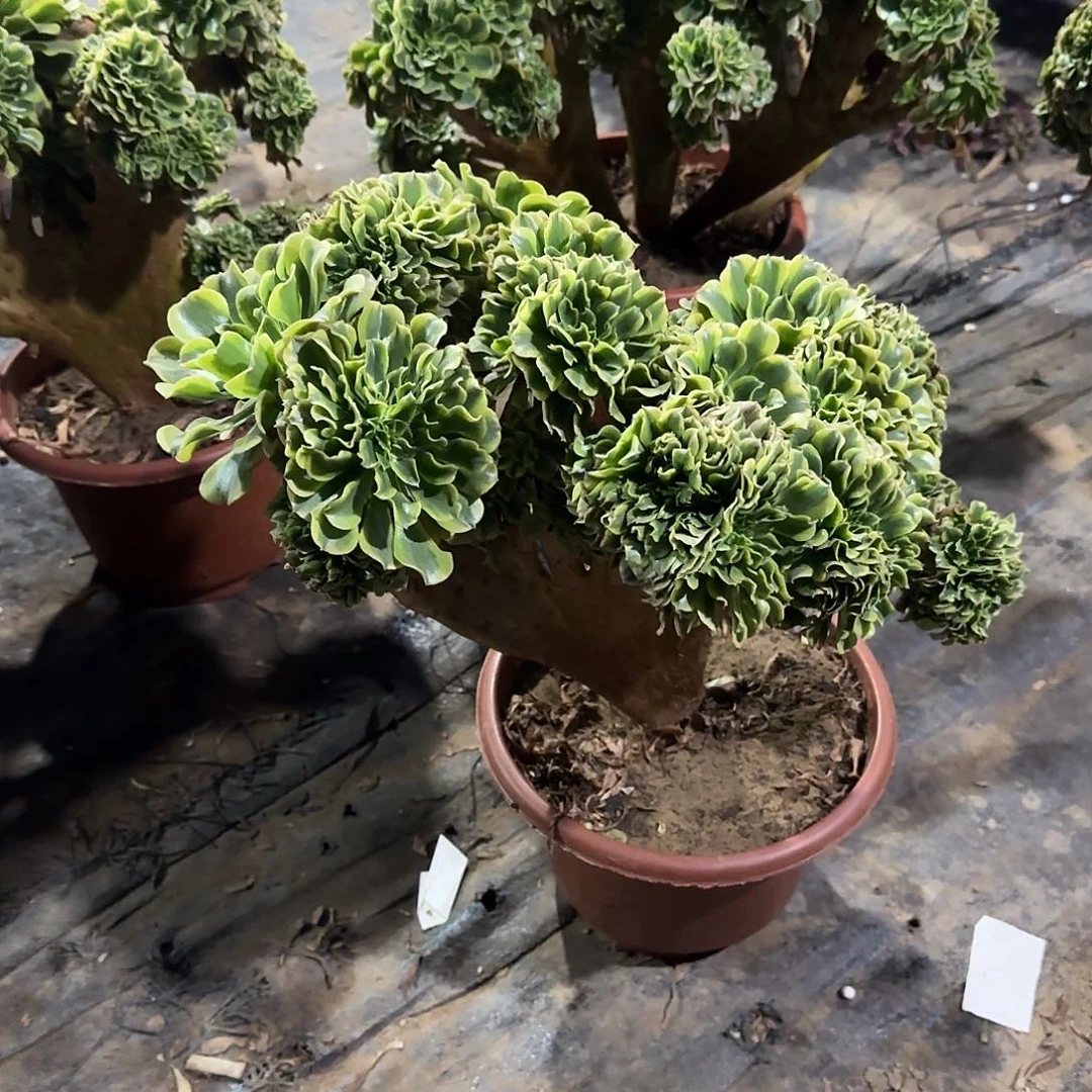 张***长绿豆沙缀化脱土发货