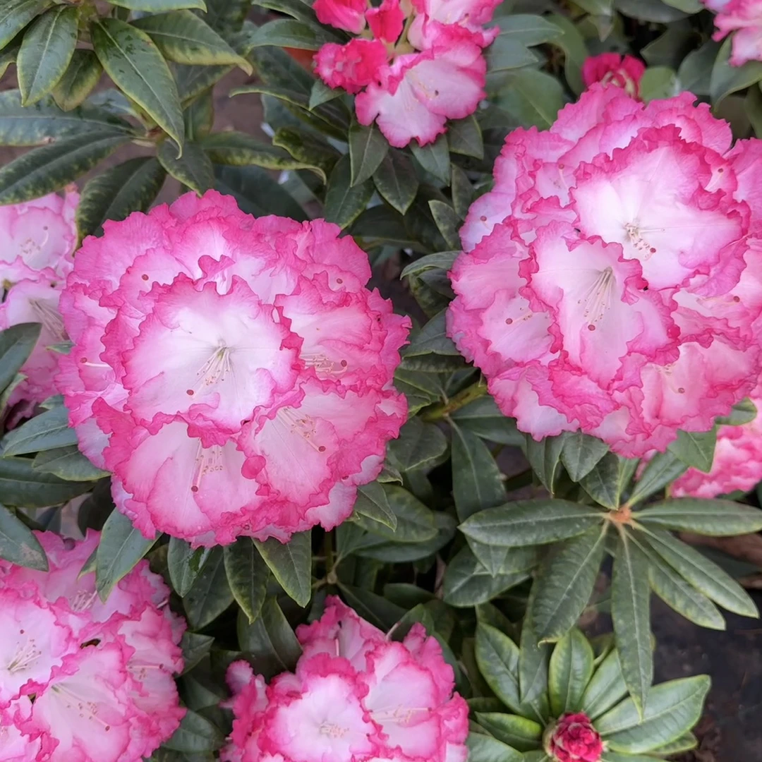 贵夫人两加仑独杆大苗