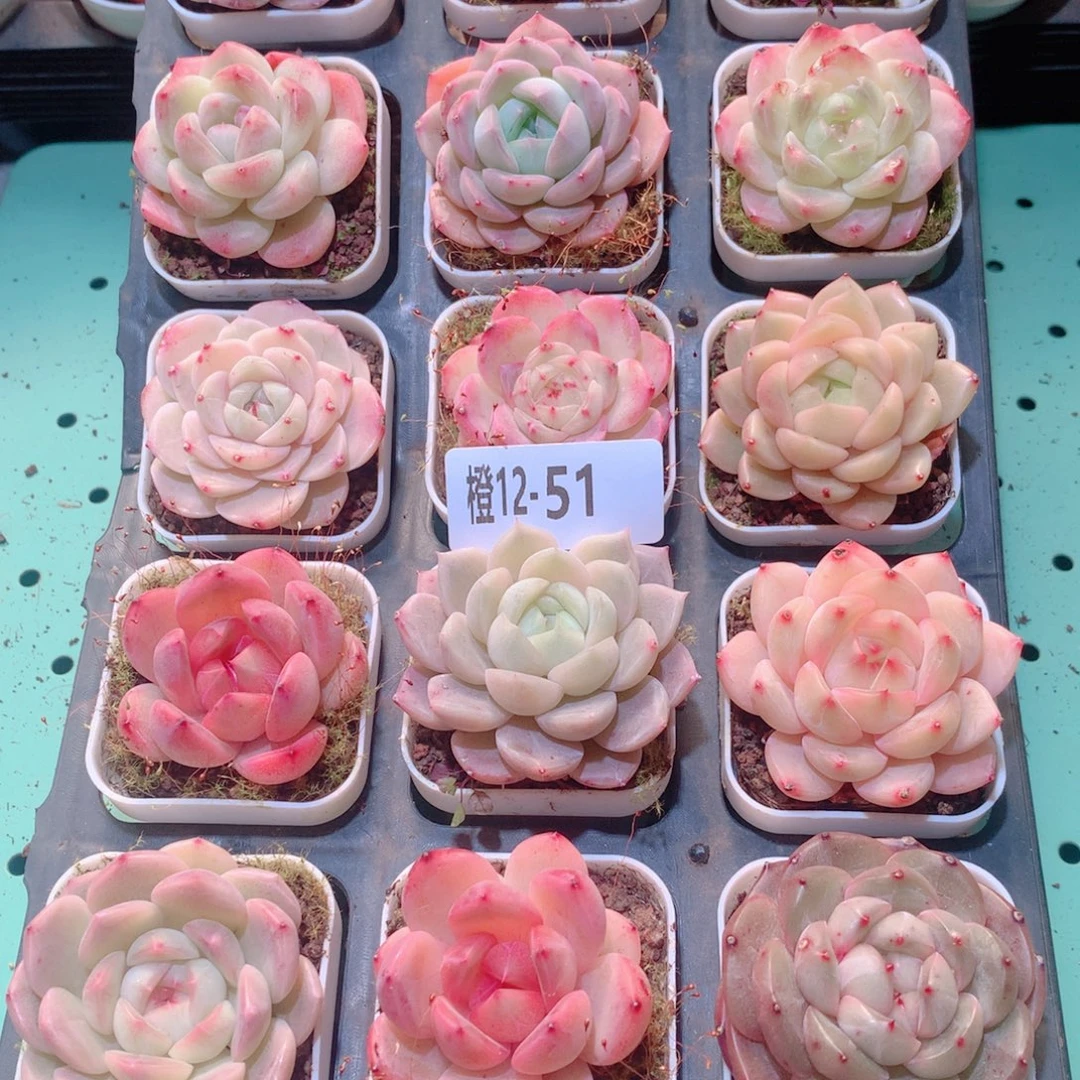 12-51一物一拍多肉带盆18颗
