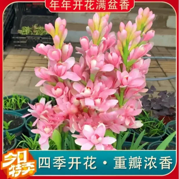 【晚香玉种球】四季种植盆栽地栽阳台小院种植