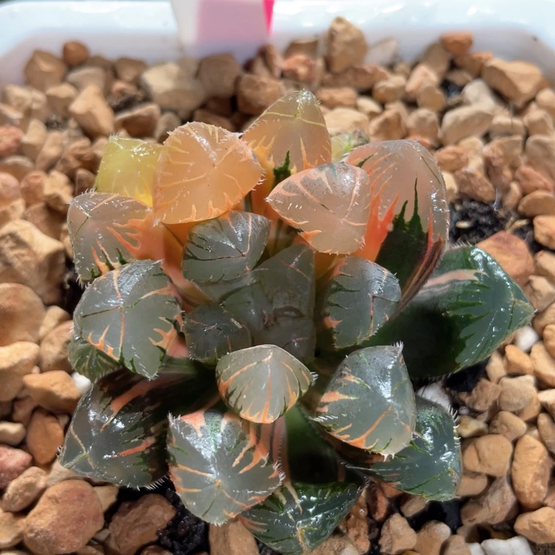 36赤斑玉露锦。