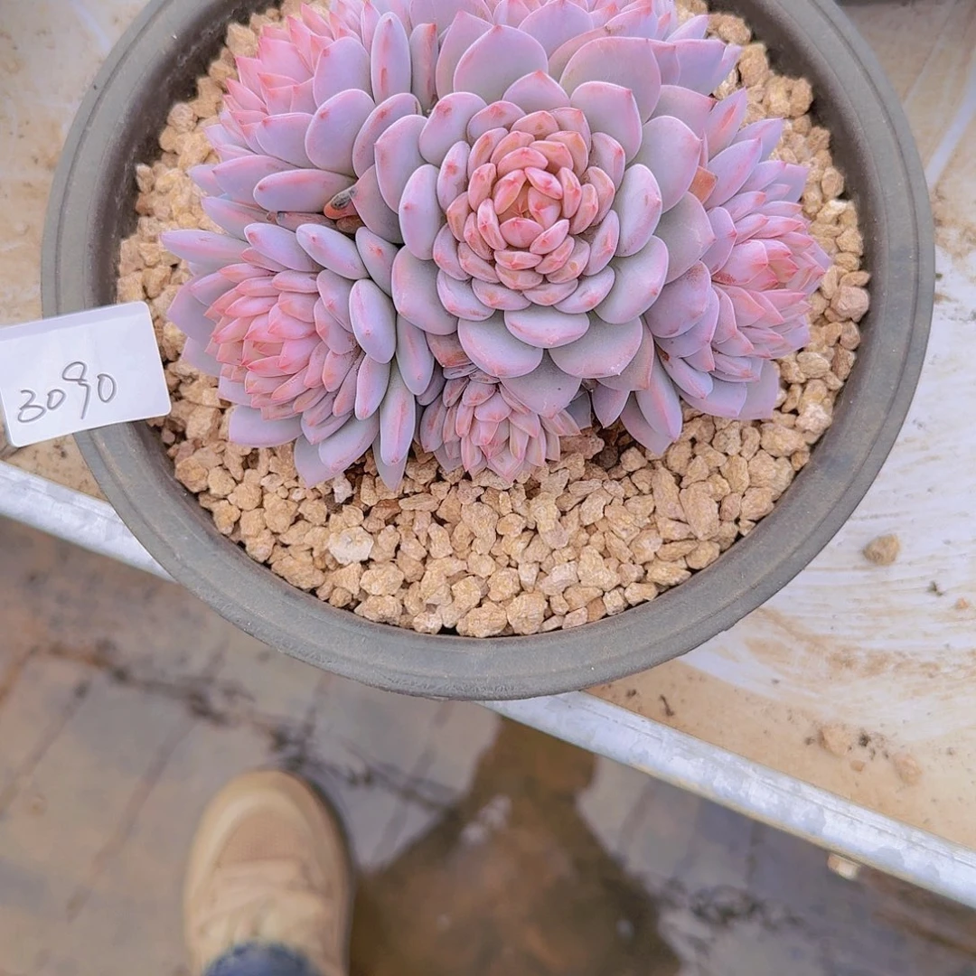 蘭***3090星星橙多肉植物