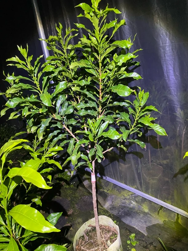 精选绿植盆栽黄晶果 四季丰产 奶香爆汁 一物一拍 顺丰包邮