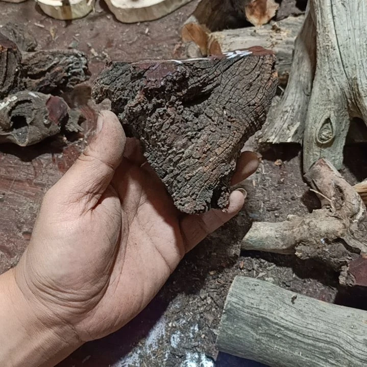 柏木（崖柏）辻*黑疙瘩毛料毛料