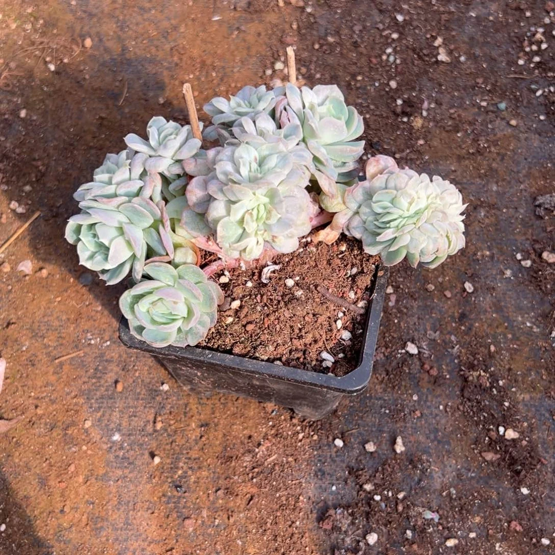 k***i泡泡纱缀化呀呀呀呀呀呀呀呀