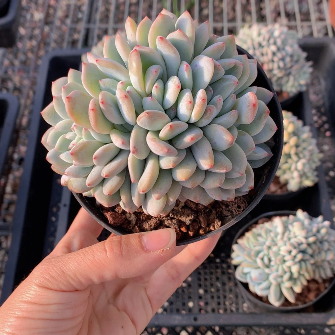 橙**?3322缀一年了嗯嗯还是想听一