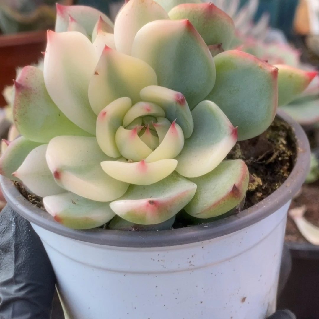 430锦锦锦锦锦锦锦锦