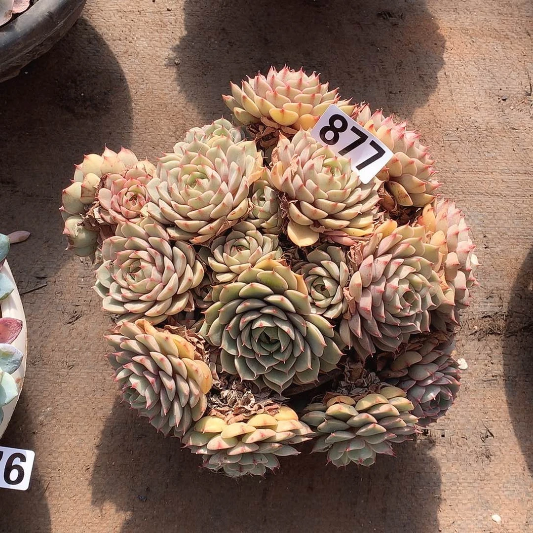 877笨巴蒂斯 一物一拍多肉