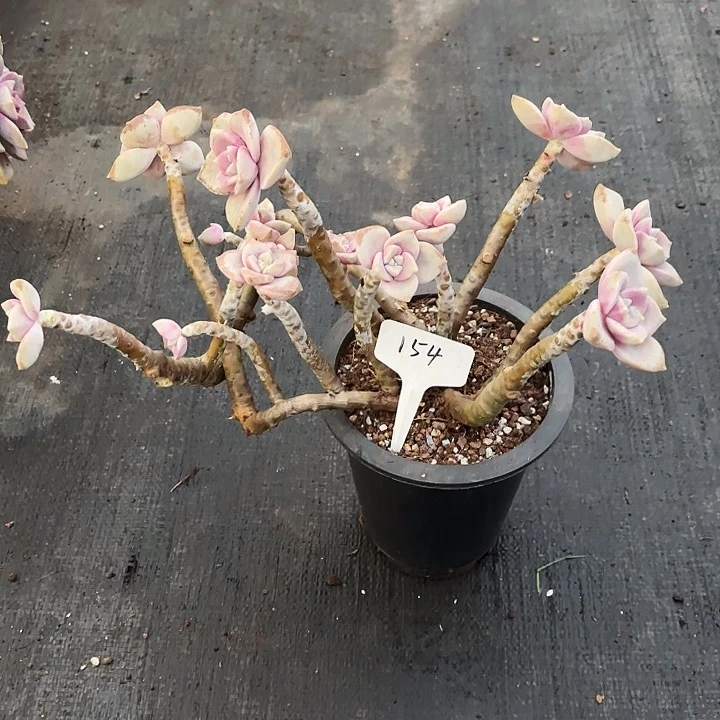 多肉植物，紫乐154号