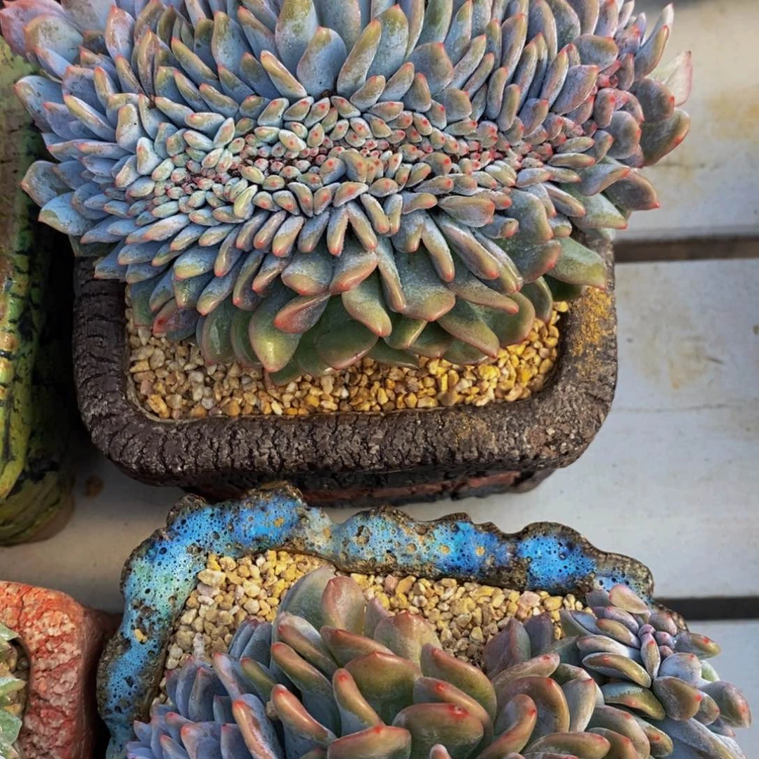 17-精品母本星影缀化一个