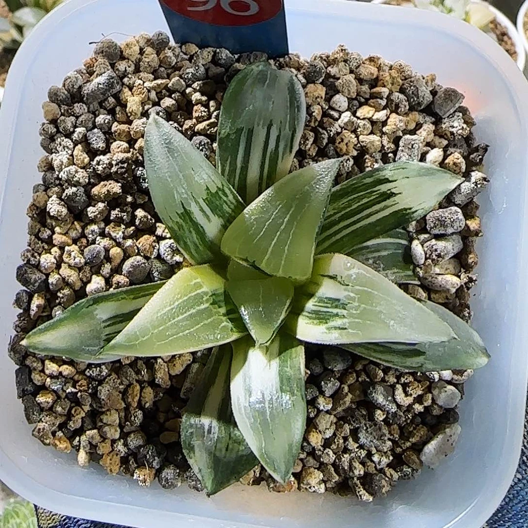 96号实生锦 7 厘米左右一物一拍带盆发货