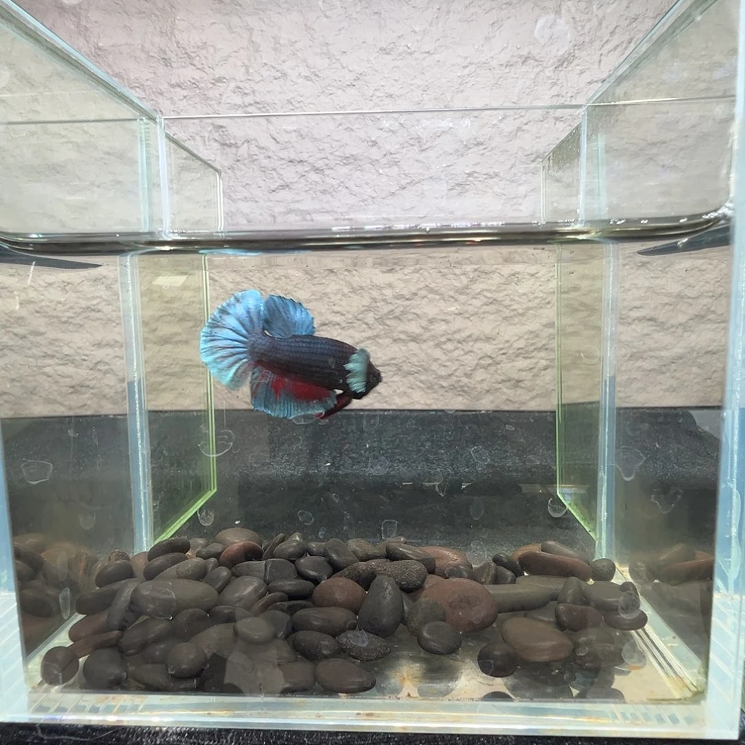 斗鱼阿浩泰斗14日115