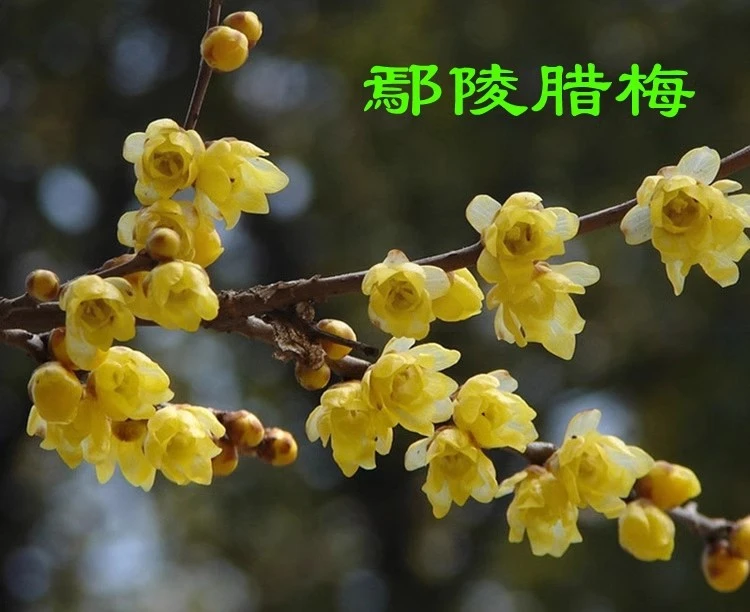 鄢陵腊梅盆栽蜡梅盆景