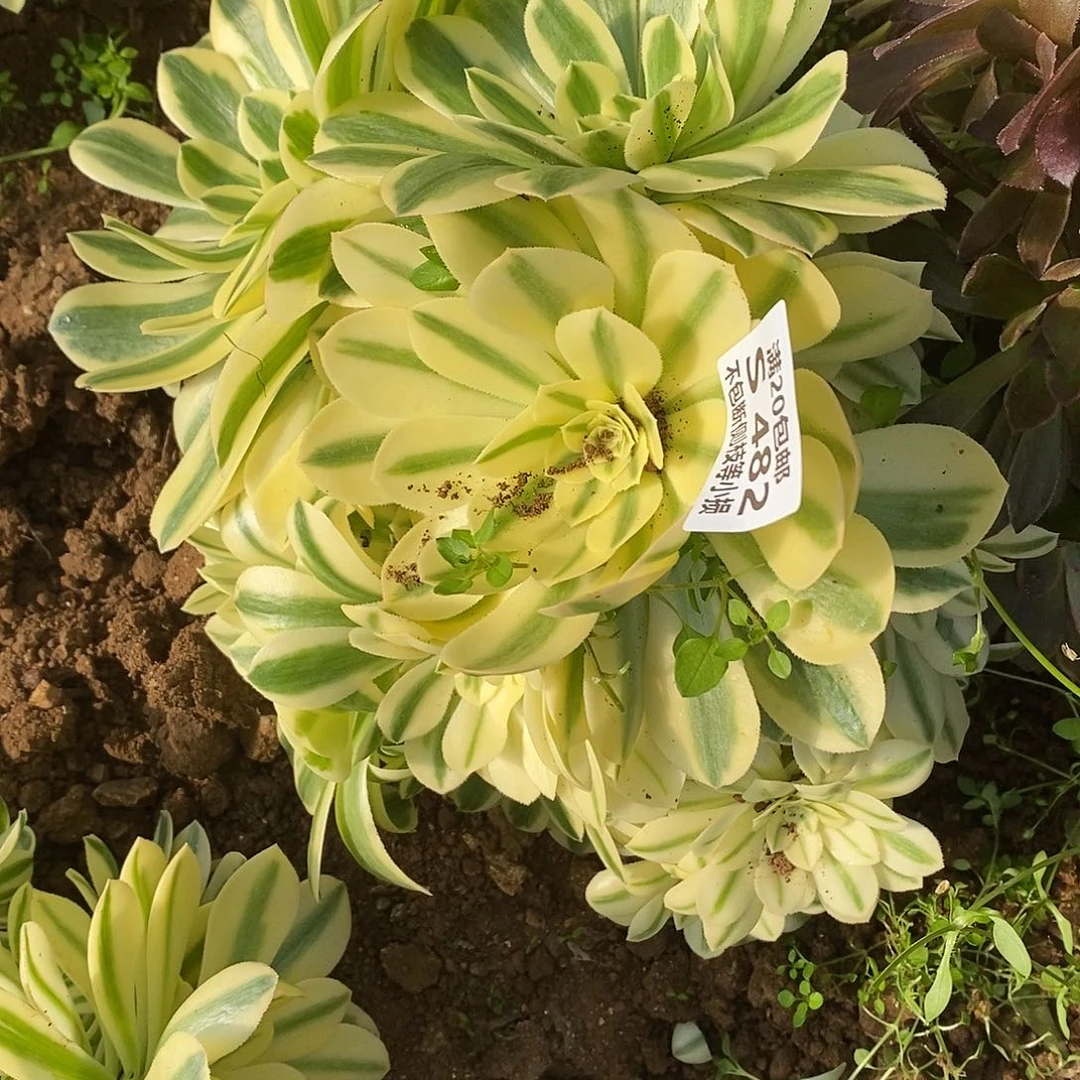 482迈巴赫多肉有砍