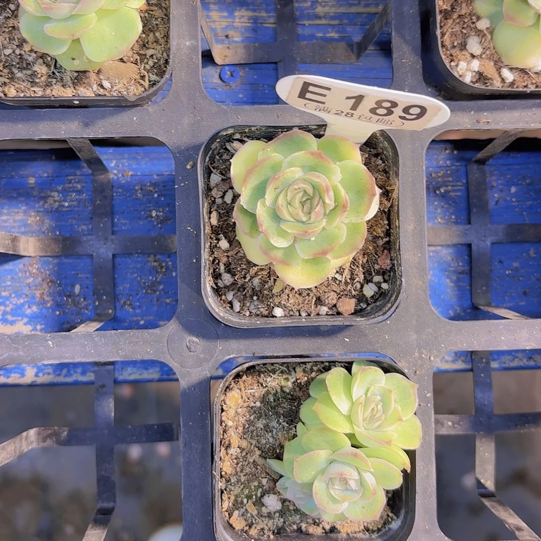 白***姐E189虾饺一物一拍